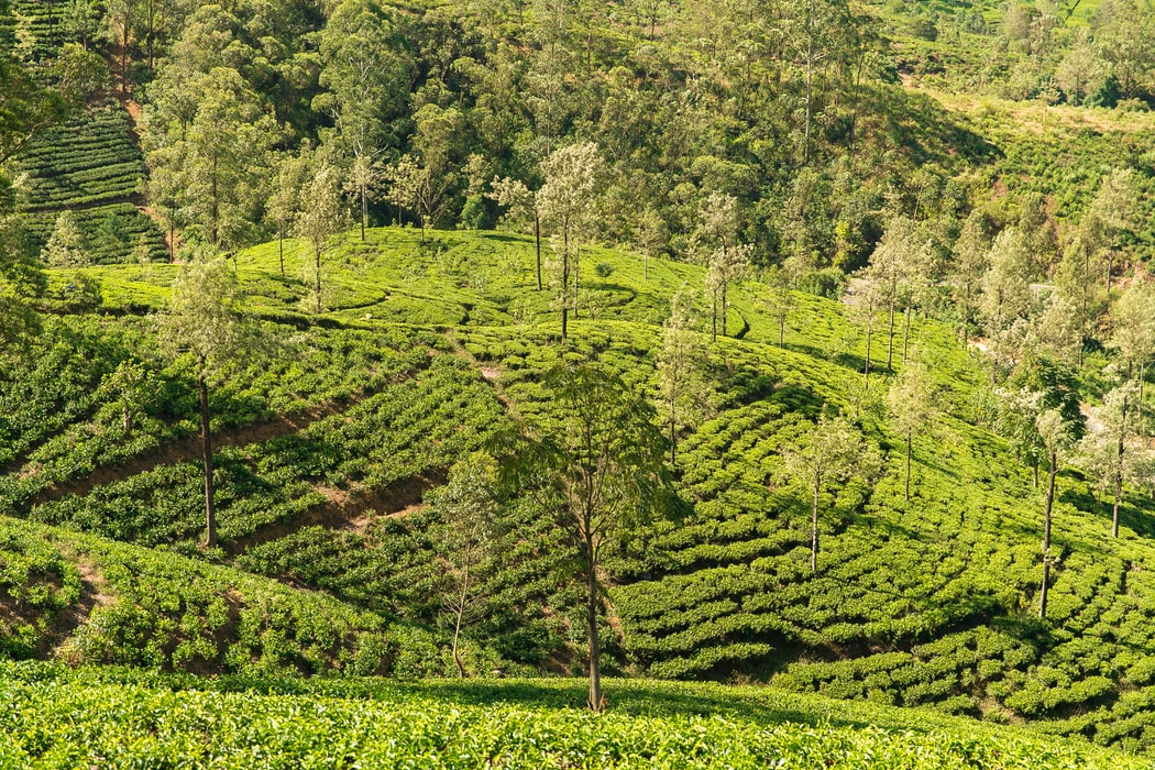 A Village and A Vision: Agriculture in Sri Lanka - Partners Worldwide