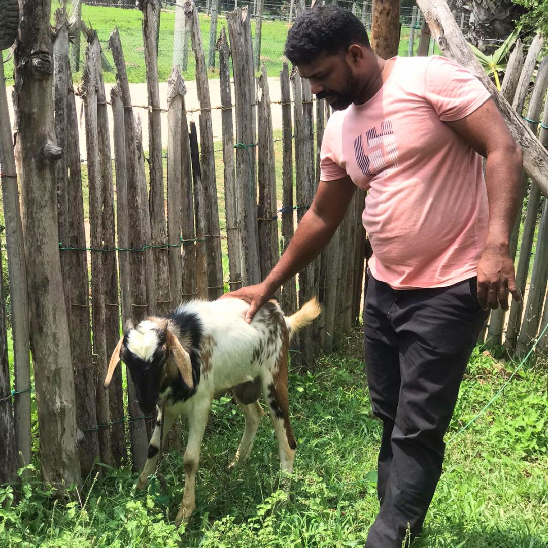 a man assesses his goat