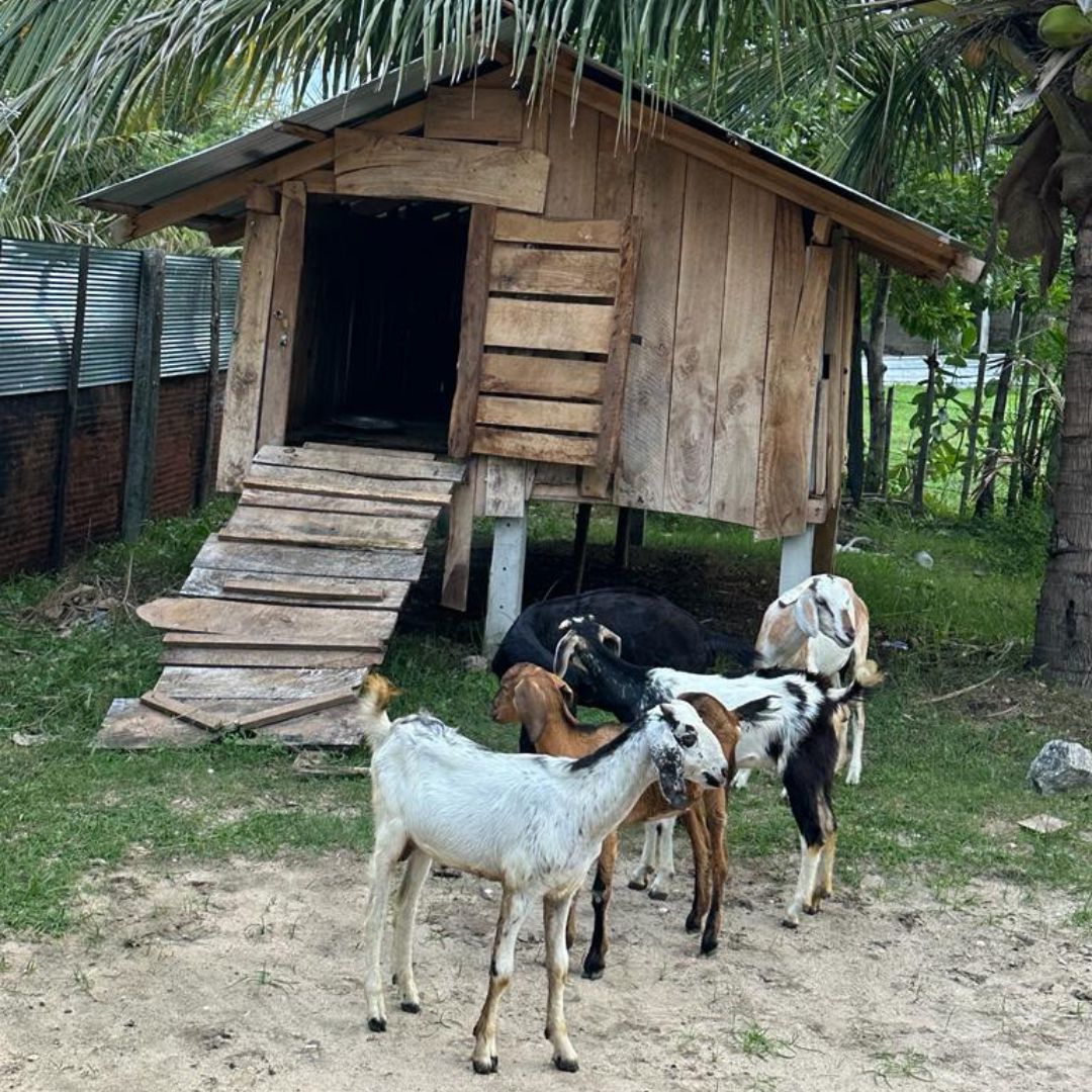 four goats stand outside a wood enclosure
