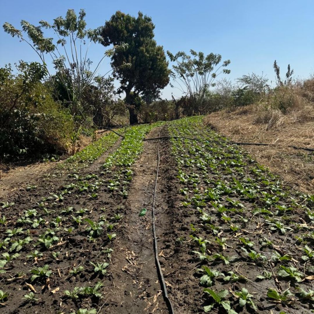 field irrigation